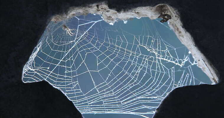 자연 사람없음 거미줄 거미 4K MOV 해외동영상 클립영상 곤충 생태계 동영상 파일형식