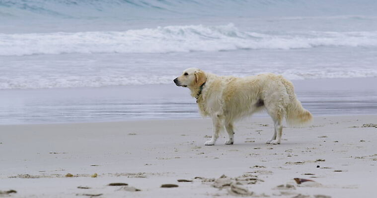 한마리 바다 자연 사람없음 야외 반려동물 평화 걷기 개 골든리트리버 호기심 냄새 남아프리카 케이프타운 4K 락다운 MOV 해외동영상 클립영상 동물 1 감정 컨셉 포유류 모션 아프리카 리트리버 생태계 동영상 남아프리카공화국 파일형식
