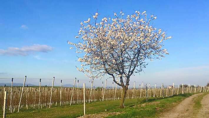 나무 식물 길 밭 농업 과일 자연 건강 풍경 사람없음 울타리 농장 일출 정원 맑음 봄 수확 성장 광선 가을 시골 기둥 달콤 사과 과수원 땅 언덕 생태계 원예 일렬 내추럴 밭일 줄서기 세련 비어있는 4K MP4 해외동영상 클립영상 계절 건축 산업 모션 날씨 취미 담장 노을 맛 동영상 파일형식
