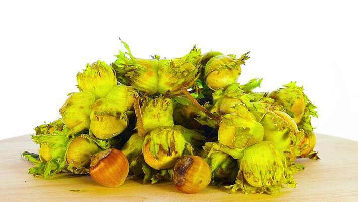 계절 음식 백그라운드 과일 재료 모션 자연 탁자 건강 씨앗 사람없음 목재 초록색 빛 갈색 쌓기 견과류 껍질 가을 흰색 신선 그룹 먹기 오브젝트 유기농 회전 날것 흙더미 내추럴 개암나무 고립 그만 채식주의자 헤이즐넛 개암 맛있는 4K MP4 해외동영상 클립영상 나무 식물 웰빙 열매 컬러 가구 흙 생태계 채식 동영상 파일형식 더미