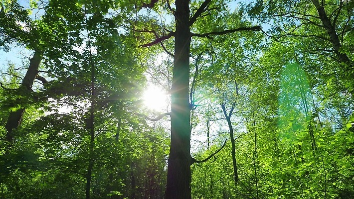 나무 공원 자연 하늘 사람없음 야외 초록색 햇빛 태양 숲 4K MP4 해외동영상 클립영상 자연요소 식물 공공시설 컬러 생태계 동영상 파일형식