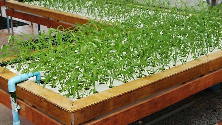 식물 산업 잎 농업 다이어트 채소 비즈니스 건강 사람없음 초록색 물 상자 농장 농경지 환경 정원 농사 성장 짜증 신선 시설 에코 유기농 생태계 원예 시스템 유지 내추럴 광합성 모종 밭일 생태학 수경재배 온실 줄서기 채식주의자 세련 비건 4K MP4 해외동영상 클립영상 자연요소 웰빙 교육 감정 컬러 모션 취미 채식 동영상 파일형식