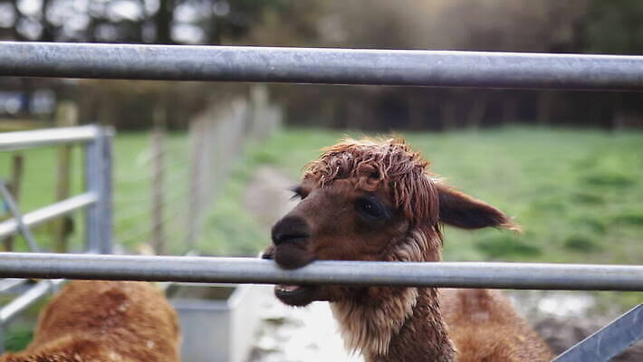 동물 외관 응시 야생동물 백그라운드 밭 농업 포유류 자연 영국 잉글랜드 사람없음 야외 목재 울타리 농장 갈색 머리 환경 금속 시골 먼지 진흙 양모 밭일 알파카 목가 배선 4K MOV 해외동영상 클립영상 나무 시선 유럽 산업 컬러 재료 재질 신체부위 담장 한자 직물 생태계 동영상 파일형식