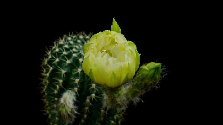 식물 계절 꽃잎 꽃 컬러 꽃다발 꽃무늬 모션 자연 선인장 사람없음 장식 가로 컬러풀 봄 펼침 낭만 성장 신선 오픈 개화 변화 속도 원예 동영상 생존 4K 타임랩스 MOV 해외동영상 클립영상 컨셉 무늬 촬영기법 취미 생태계 파일형식