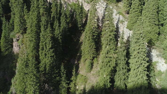 나무 자연 산 안테나 경사 사람없음 보행로 숲 언덕 속도 상승 침엽수 드론 키르기스스탄 4K MOV 해외동영상 클립영상 식물 길 컨셉 통신 생태계 동영상 중앙아시아 파일형식