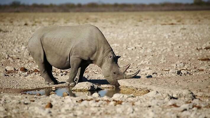 동물 응시 야생동물 포유류 아프리카 자연 초식동물 뿔 종류 사람없음 야외 물 환경 마시기 황무지 보호 위험 큼 사파리 클립 멸종 코뿔소 서식지 동영상 내추럴 나미비아 남아프리카 동물상 생태학 HD MOV 해외동영상 클립영상 자연요소 시선 교육 나라 컨셉 모션 조형물 크기 생태계 파일형식