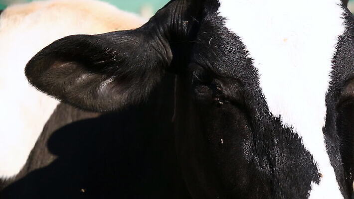 동물 아시아 곤충 신체 부분 포유류 태국 자연 동양인 사람없음 농장 갈색 검은색 가축 우유 껍질 흰색 시골 얼룩 소 오르간 군중 피부 눈물 오르기 반추동물 MOV 해외동영상 클립영상 감정 나라 컬러 농업 모션 유제품 사람 인종 신체부위 건반악기 생태계 동영상 파일형식