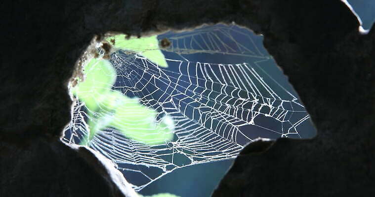 모양 나무 동물 디자인 벽 곤충 백그라운드 패턴 창문 자연 추상 주택 실내 사람없음 장식 환경 디지털 웹 젖음 수확 안개 실 닫기 유령 거미줄 질감 거미 낭비 모기 블러 호러 흉터 4K MOV 해외동영상 클립영상 식물 컨셉 무늬 농업 인터넷 모션 날씨 내부 건물 해충 상처 생태계 공포 동영상 파일형식