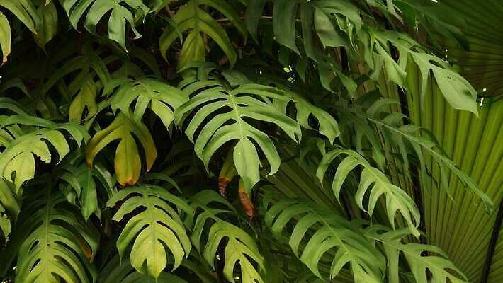 식물 리플렛 단풍 잎 꽃무늬 손바닥 사람없음 초록색 스파 어둠 젖음 덮개 숲 열대우림 식물원 아이비 무한 삼림지대 아열대 열대기후 영원 이국적 지속성 반복 4K MP4 해외동영상 클립영상 손 꽃 컬러 무늬 뚜껑 동영상 파일형식