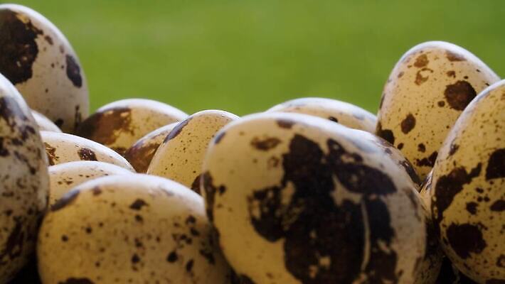 음식 백그라운드 다이어트 재료 자연 탁자 건강 사람없음 야외 초록색 여름 농장 갈색 정원 껍질 시골 신선 그룹 닫기 아침식사 작음 유기농 회전 날것 내추럴 단백질 메추리 밭일 생식 많음 4K MOV 해외동영상 클립영상 웰빙 계절 컬러 가구 컨셉 농업 모션 식사 크기 생태계 동영상 영양소 파일형식