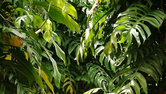 리플렛 단풍 잎 꽃무늬 손바닥 사람없음 초록색 여름 스파 어둠 젖음 덮개 숲 열대우림 식물원 아이비 무한 삼림지대 열대기후 영원 이국적 지속성 파라다이스 반복 4K MP4 해외동영상 클립영상 식물 손 계절 꽃 컬러 무늬 뚜껑 동영상 파일형식