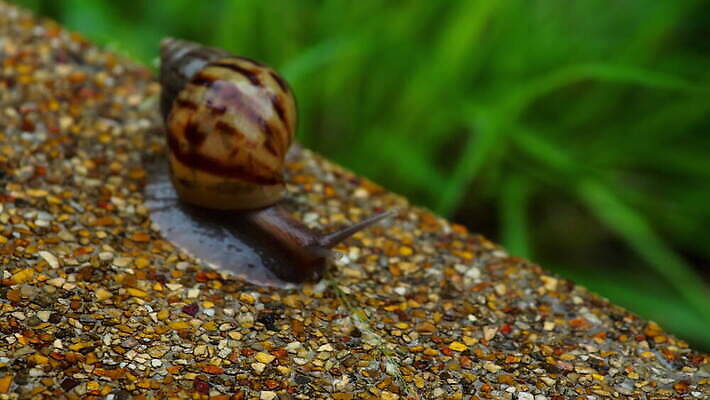 동물 야생동물 백그라운드 자연 연체동물 나선형 사람없음 야외 초록색 갈색 정원 껍질 흰색 보행로 땅 달팽이 덮기 느림 내추럴 로마인 식용 끈적임 4K MOV 해외동영상 클립영상 길 컬러 무늬 모션 무척추동물 인종 생태계 동영상 파일형식