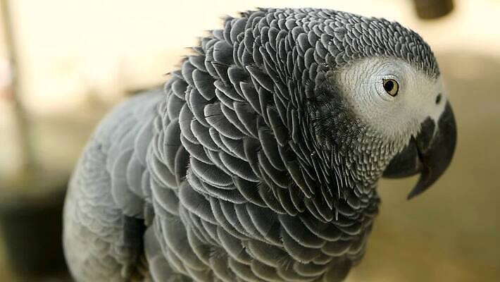 동물 척추동물 야생동물 백그라운드 날개 자연 조류 사람없음 야외 빨간색 반려동물 컬러풀 머리 검은색 회색 흰색 작음 깃털 부리 앵무새 새장 멸종 노려봄 고립 동반자 이국적 잉꼬 지능 콩고 MOV 해외동영상 클립영상 컬러 아프리카 표정 신체부위 크기 생태계 동영상 케이지 파일형식