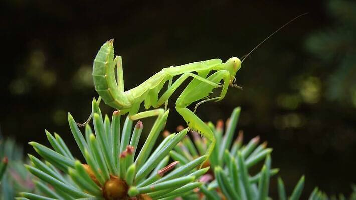 동물 여자 야생동물 곤충 잎 절지류 자연 무척추동물 안테나 사람없음 초록색 흰색 기도 육식동물 포식 4K MP4 해외동영상 클립영상 식물 컬러 통신 사람 생태계 동영상 파일형식