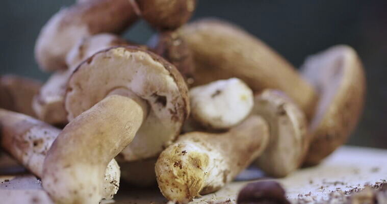 음식 사람없음 버섯 신선 그룹 작음 큼 왕 먼지 내추럴 곰팡이 그물버섯 번 페니 많음 4K MOV 해외동영상 클립영상 빵 컨셉 동전 크기 동영상 파일형식