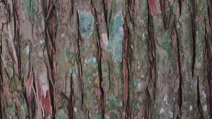 나무 식물 디자인 공원 선 백그라운드 패턴 자연 벽지 표면 날씨 추상 건조 사람없음 야외 목재 장식 갈색 환경 줄무늬 소나무 거친 보호 숲 낟알 피부 묘사 유기농 질감 나무껍질 섬유 잡동사니 내추럴 그런지 삼나무 수목 엘리먼트 노화 벡터 MP4 해외동영상 클립영상 웰빙 공공시설 컬러 컨셉 무늬 재료 신체부위 껍질 직물 생태계 동영상 파일형식