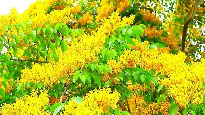 나무 식물 공원 꽃 아시아 잎 꽃무늬 오렌지 자연 사람없음 목재 초록색 노란색 정원 스파 봄 성장 벚꽃 나뭇가지 신선 개화 황금 묘사 질감 아로마 내추럴 버마 안다만 MOV 해외동영상 클립영상 계절 공공시설 나라 바다 컬러 무늬 과일 재료 생태계 동영상 파일형식