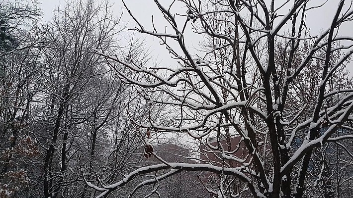 나무 계절 백그라운드 컨셉 크리스마스 겨울 자연 벽지 날씨 산 풍경 사람없음 야외 환경 정원 계곡 냉동 침묵 추위 나뭇가지 황무지 서리 자작나무 내추럴 제설기 폭설 눈내림 4K MOV 해외동영상 클립영상 식물 기념일 눈_날씨 소리 자연재해 생태계 동영상 제설 파일형식