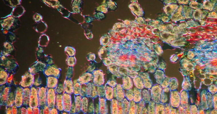 식물 꽃 줄기 과학 이동 패턴 세포 사람없음 빨간색 초록색 시험 성장 조직 횡단보도 확대 떠남 양치류 지원 4K 현미경관찰 MOV 해외동영상 클립영상 교육 컬러 컨셉 무늬 모션 관찰 보행로 동영상 파일형식