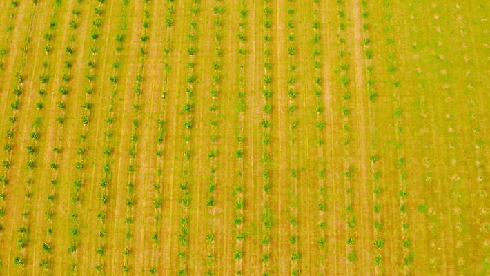 나무 식물 계절 백그라운드 과일 자연 새로움 안테나 풍경 사람없음 야외 초록색 여름 농장 농경지 마을 환경 정원 봄 줄무늬 성장 시골 신선 과수원 땅 유기농 원예 내추럴 항공촬영 밭일 4K MOV 해외동영상 클립영상 웰빙 뷰포인트 컬러 컨셉 무늬 농업 통신 취미 생태계 동영상 파일형식