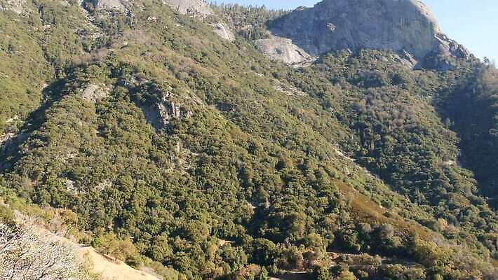 나무 자연 산 파노라마 국립공원 풍경 사람없음 여행객 미국 트래킹 하이킹 소나무 황무지 보호 정상 숲 큼 환경보전 그림 생태계 침엽수 첨탑 거인 삼림지대 요세미티국립공원 절정 조감도 수평선 4K MP4 해외동영상 클립영상 식물 공원 컨셉 북아메리카 레저 촬영기법 사람 탑 크기 사회이슈 캘리포니아 동영상 파일형식