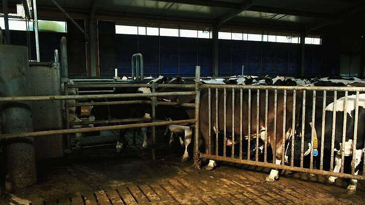 자연 실내 사람없음 농장 걷기 가축 경계선 군중 네덜란드 질서 패닝샷 4K MOV 해외동영상 클립영상 동물 유럽 선 농업 모션 촬영기법 사람 내부 예절 경계 생태계 동영상 파일형식