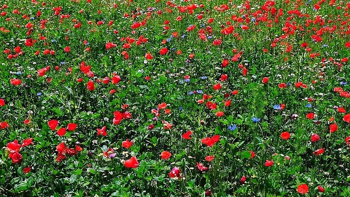 계절 꽃잎 꽃 산업 컬러 밭 자연 하늘 바람 사람없음 야외 빨간색 초록색 파란색 컬러풀 햇빛 노란색 맑음 힘 봄 재활용 들꽃 풍차 발전기 벚꽃 시골 개화 흔들림 양귀비 수레국화 캐모마일 4K MOV 해외동영상 클립영상 자연요소 식물 농업 모션 날씨 태양 발전소 허브 친환경 생태계 동영상 파일형식