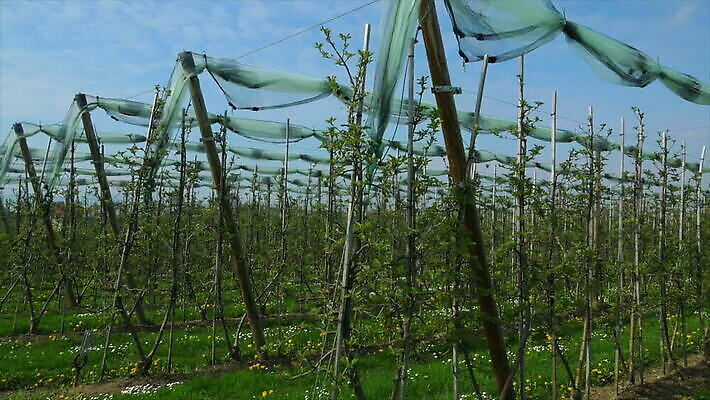 나무 구름 농업 자연 하늘 독일 풍경 사람없음 야외 봄 성장 그물 보호 과수원 시작 일렬 질서 패닝샷 바이에른 세련 MOV 해외동영상 클립영상 자연요소 식물 계절 유럽 산업 컨셉 촬영기법 예절 생태계 동영상 파일형식