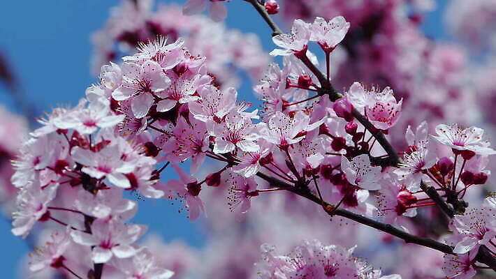 자연 사람없음 야외 봄 성장 나뭇가지 시작 룩셈부르크 4K 락다운 MOV 해외동영상 클립영상 나무 계절 생태계 동영상 서유럽 파일형식