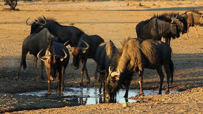 동물 응시 음료 야생동물 포유류 모션 아프리카 자연 초식동물 사람없음 야외 물 사막 마시기 황무지 보호 사파리 클립 진흙 서식지 동영상 남쪽 내추럴 남아프리카 생태학 칼라하리 생존 4K HD MOV 해외동영상 클립영상 자연요소 시선 교육 나라 컨셉 방향 생태계 파일형식