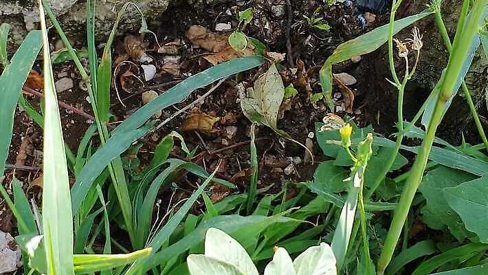 동물 식기 손 꽃 어린이 컬러 나비 곤충 백그라운드 잎 오렌지 손가락 자연 안테나 사람없음 빨간색 초록색 컬러풀 갈색 환경 정원 시험 시골 닫기 벌레 크림 꽃가루 무료 회향 4K MP4 해외동영상 클립영상 식물 교육 과일 통신 모션 사람 신체부위 가루 생태계 동영상 파일형식