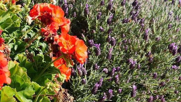 식물 꽃 화분 화초 컬러 백그라운드 단풍 잎 꽃무늬 사람없음 장식 빨간색 초록색 정원 미국 활발 성장 벚꽃 신선 개화 닫기 냄비 캘리포니아 내추럴 강렬 광합성 제라늄 카피스페이스 그리너리 세련 4K MP4 해외동영상 클립영상 컨셉 북아메리카 무늬 모션 공백 솥 동영상 파일형식 트랜드컬러