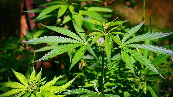 식물 디자인 줄기 백그라운드 잎 농업 모션 자연 바람 건강 사람없음 초록색 햇빛 약 성장 잡초 삼 황무지 닫기 약초 숲 허브 처방 중독 내추럴 마약 불법 남용 대마초 마리화나 MOV 해외동영상 클립영상 자연요소 산업 컬러 채소 의학 날씨 태양 풀_식물 범죄 생태계 동영상 파일형식