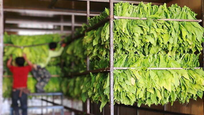 식물 산업 아시아 잎 농업 공장 태국 자연 노동자 선반 담배 매달리기 사람없음 초록색 농작물 농장 갈색 노란색 상점 방 수확 화물 작업 그룹 오븐 큼 난로 묶기 굽기 어깨 준비 날것 정리 기선 중독 단계 내추럴 순서 조작 줄서기 MOV 해외동영상 클립영상 직업 나라 컬러 가구 배_교통 공업 모션 신체부위 가전제품 운송업 크기 난방기 구이 생태계 동영상 파일형식