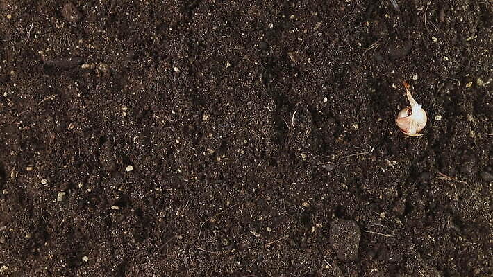 식물 손 계절 장갑 백그라운드 꽃무늬 밭 농업 전구 자연 취미 사람없음 야외 농장 갈색 환경 정원 농사 성장 업무 유기농 원예 날것 내추럴 땅바닥 심기 파종 MOV 해외동영상 클립영상 웰빙 잡화 꽃 산업 컬러 무늬 모션 바닥 신체부위 작업 생태계 동영상 파일형식