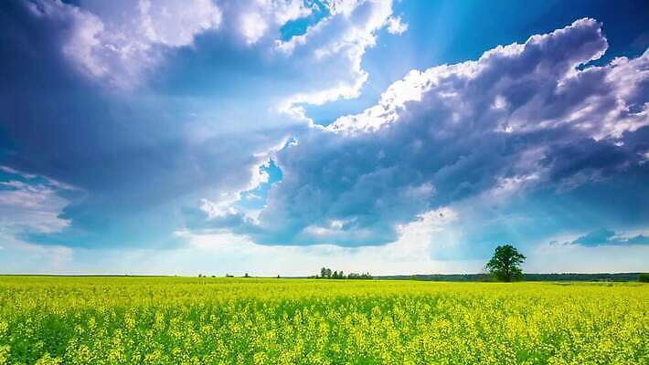 나무 식물 구름 계절 꽃 밭 농업 자연 하늘 바람 날씨 씨앗 풍경 사람없음 야외 초록색 여름 파란색 농작물 태양 농장 노란색 봄 활발 벚꽃 시골 시간 땅 언덕 장면 폭풍 흐림 넘어짐 뇌우 카놀라 수평선 세련 4K 타임랩스 MP4 해외동영상 클립영상 자연요소 산업 컬러 컨셉 모션 촬영기법 생태계 동영상 파일형식