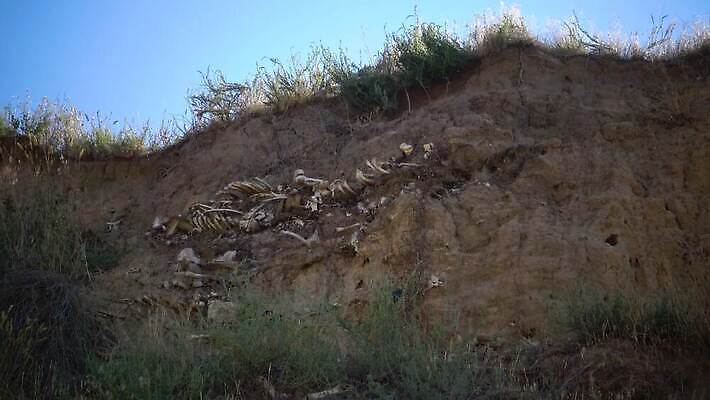 생물 뼈 골격 사람없음 탐험 죽음 역사 오브젝트 화석 고생물 멸종 선사시대 고고학 구식 옛날 지질학 4K MP4 해외동영상 클립영상 교육 동영상 파일형식