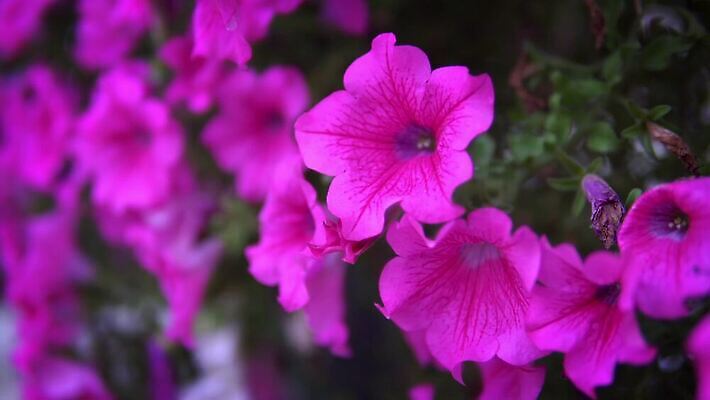 식물 디자인 계절 공원 꽃잎 꽃 행복 분홍색 컬러 꽃다발 백그라운드 잎 꽃무늬 밭 창문 자연 발렌타인데이 사람없음 야외 빛 컬러풀 장미 정원 보라색 봄 낭만 벚꽃 발코니 신선 개화 체리 내추럴 피튜니아 4K MP4 해외동영상 클립영상 공공시설 감정 컨셉 무늬 농업 과일 데이이벤트 생태계 동영상 파일형식