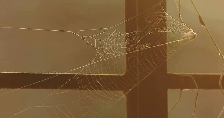 모양 나무 동물 디자인 벽 곤충 백그라운드 패턴 창문 자연 추상 주택 실내 사람없음 장식 환경 디지털 웹 젖음 수확 안개 실 닫기 유령 거미줄 질감 거미 낭비 모기 블러 호러 흉터 4K MOV 해외동영상 클립영상 식물 컨셉 무늬 농업 인터넷 모션 날씨 내부 건물 해충 상처 생태계 공포 동영상 파일형식