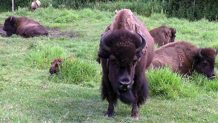 동물 포유류 자연 휴식 사람없음 쌓기 황무지 들소 MP4 해외동영상 클립영상 컨셉 모션 소 생태계 동영상 파일형식