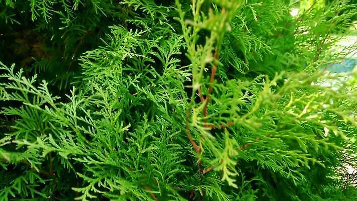 나무 식물 계절 공원 백그라운드 잎 꽃무늬 패턴 자연 하늘 사람없음 야외 초록색 파란색 뷰티 환경 정원 봄 나뭇가지 닫기 숲 관목 심볼 묘사 질감 상록수 침엽수 아로마테라피 내추럴 타격 향나무 4K MOV 해외동영상 클립영상 공공시설 꽃 컬러 무늬 모션 생태계 테라피 동영상 파일형식