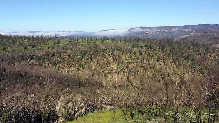 나무 구름 여행 자연 하늘 불 날씨 산 건조 안테나 풍경 사람없음 야외 초록색 여름 파란색 햇빛 갈색 환경 계곡 검은색 뜨거움 호주 숲 땅 언덕 암초 가뭄 동영상 드론 치유 4K MP4 해외동영상 클립영상 자연요소 식물 계절 컬러 통신 태양 오세아니아 생태계 파일형식