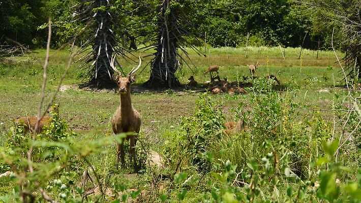 동물 공원 야생동물 백그라운드 밭 농업 포유류 자연 산 뿔 동양인 사람없음 야외 농장 환경 맑음 가축 봄 시골 그룹 선탠 군중 방목 언덕 생태계 꼬리 사냥 서식지 내추럴 동물상 아기사슴 많음 4K MP4 해외동영상 클립영상 계절 공공시설 산업 새끼 컨셉 날씨 사슴 사람 인종 조형물 축산업 동영상 파일형식