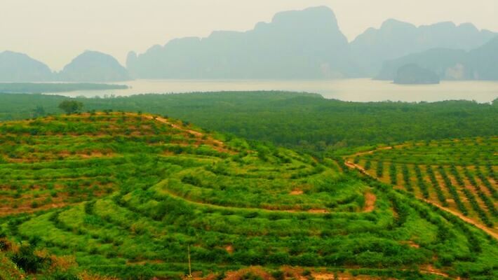 나무 식물 농업 태국 자연 아침 산 안테나 손바닥 사람없음 목재 초록색 물 컬러풀 글로벌 햇빛 환경 손상 수확 성장 시골 재산 보호 정상 숲 열대우림 동쪽 내추럴 벌목 생태학 수목 안다만 원자재 재앙 MOV 해외동영상 클립영상 주간 자연요소 손 교육 산업 아시아 바다 컬러 컨셉 재료 통신 금융 태양 방향 생태계 동영상 파일형식