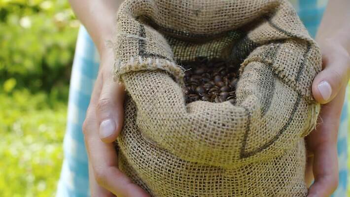 백인 전통 여자 커피 가방 재료 자연 콩 관리 씨앗 사람없음 야외 갈색 검은색 에너지 시골 신선 뜨거움 닫기 맛 낟알 굽기 삼베 유기농 날것 아로마 자루 내추럴 아라비카 카페인 맛있는 4K MOV 해외동영상 클립영상 서양인 식물 웰빙 잡화 음료 컬러 컨셉 모션 곡류 사람 구이 생태계 동영상 파일형식 천_직물