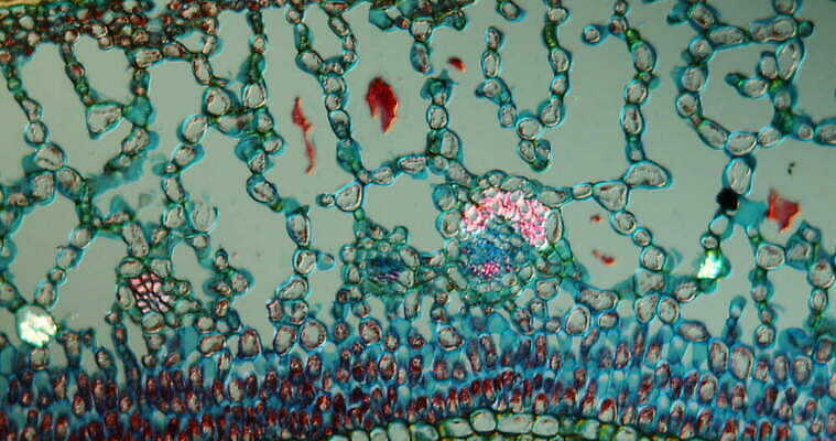 식물 외관 꽃 컬러 과학 이동 잎 자연 돋보기 세포 사람없음 컬러풀 뷰티 성장 횡단보도 확대 질감 생물학 광합성 영양소 4K MOV 해외동영상 클립영상 교육 컨셉 보행로 생태계 동영상 파일형식