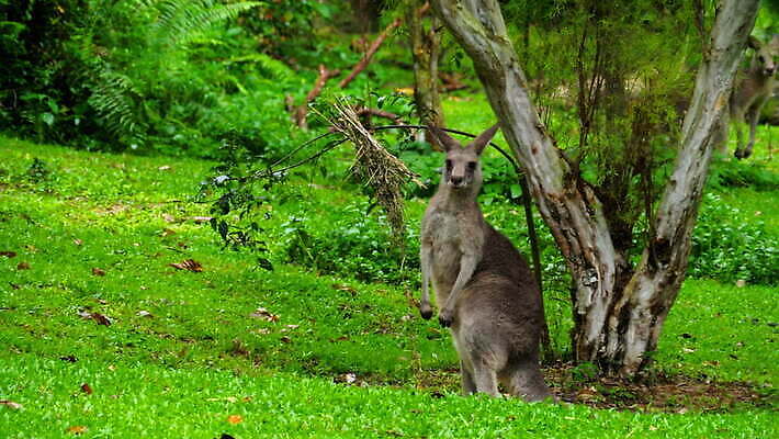 동물 공원 백그라운드 밭 포유류 자연 웨일즈 새로움 털 동물원 사람없음 야외 빨간색 초록색 갈색 호주 먹기 사파리 캥거루 남쪽 오지 4K MOV 해외동영상 클립영상 공공시설 컬러 컨셉 농업 모션 영국 오세아니아 방향 생태계 동영상 파일형식