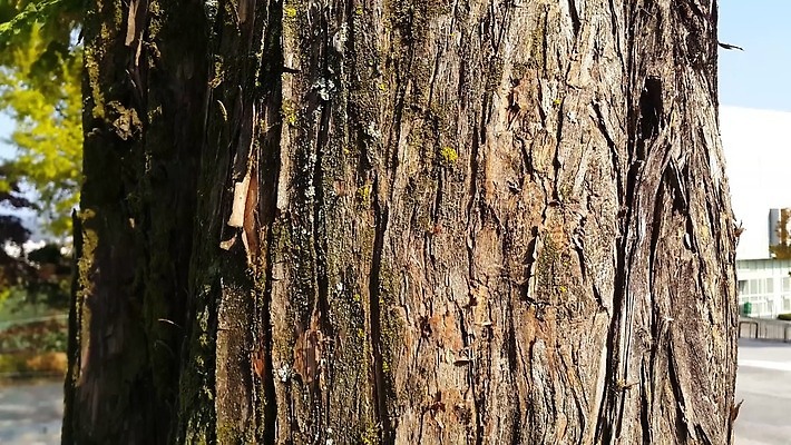 나무 식물 디자인 공원 선 백그라운드 패턴 자연 벽지 표면 날씨 추상 건조 사람없음 야외 목재 장식 갈색 환경 줄무늬 소나무 거친 보호 숲 낟알 피부 묘사 유기농 질감 나무껍질 섬유 잡동사니 내추럴 그런지 삼나무 수목 엘리먼트 노화 벡터 4K MOV 해외동영상 클립영상 웰빙 공공시설 컬러 컨셉 무늬 재료 신체부위 껍질 직물 생태계 동영상 파일형식