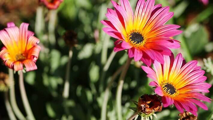 식물 꽃 화초 분홍색 백그라운드 꽃무늬 해바라기 사람없음 장식 컬러풀 노란색 정원 보라색 미국 봄 활발 벚꽃 신선 개화 분위기 자주색 망토 제비꽃 데이지 합성 캘리포니아 화단 라일락 내추럴 금잔화 강렬 카피스페이스 세련 4K MP4 해외동영상 클립영상 계절 컬러 컨셉 북아메리카 무늬 공백 동영상 파일형식