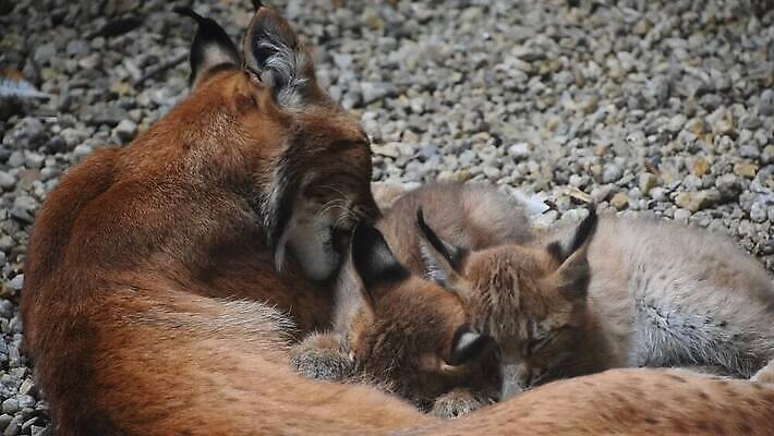 동물 여자 야생동물 2 포유류 가족 자연 엄마 동물원 사람없음 울타리 고양이 우유 간호사 닫기 빨다 쓰레기 작음 먹기 각도 육식동물 돌봄 수유 스라소니 유라시아 MOV 해외동영상 클립영상 유럽 아시아 관계 모션 유제품 사람 담장 반려동물 의료진 크기 생태계 동영상 파일형식